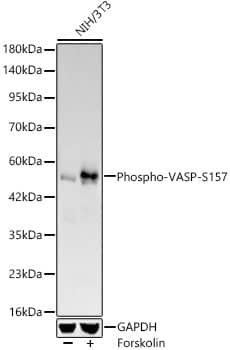 Western Blot: VASP [p Ser157] Antibody (8V8I0) [NBP3-33584] - Western blot analysis of lysates from NIH/3T3 cells, using VASP Rabbit mAb at 1:4000 dilution. NIH/3T3 cells were treated by Forskolin (30 uM) at 37C for 30 minutes after serum-starvation overnight.Secondary antibody: HRP-conjugated Goat anti-Rabbit IgG (H+L) at 1:10000 dilution.Lysates/proteins: 25ug per lane.Blocking buffer: 3% nonfat dry milk in TBST.Detection: ECL Basic Kit.Exposure time: 90s.