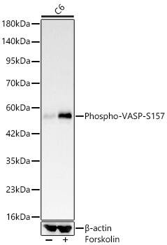Western Blot: VASP [p Ser157] Antibody (8V8I0) [NBP3-33584] - Western blot analysis of lysates from C6 cells, using VASP Rabbit mAb at 1:4000 dilution. C6 cells were treated by Forskolin (30 uM) at 37C for 30 minutes after serum-starvation overnight.Secondary antibody: HRP-conjugated Goat anti-Rabbit IgG (H+L) at 1:10000 dilution.Lysates/proteins: 25ug per lane.Blocking buffer: 3% nonfat dry milk in TBST.Detection: ECL Basic Kit.Exposure time: 45s.