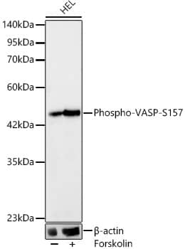 Western Blot: VASP [p Ser157] Antibody (2P0U3) [NBP3-33585] - Western blot analysis of lysates from HEL cells, using VASP Rabbit mAb at 1:3000 dilution. HEL cells were treated by Forskolin (30 uM) at 37C for 30 minutes after serum-starvation overnight.Secondary antibody: HRP-conjugated Goat anti-Rabbit IgG (H+L) at 1:10000 dilution.Lysates/proteins: 25ug per lane.Blocking buffer: 3% nonfat dry milk in TBST.Detection: ECL Basic Kit.Exposure time: 10s.