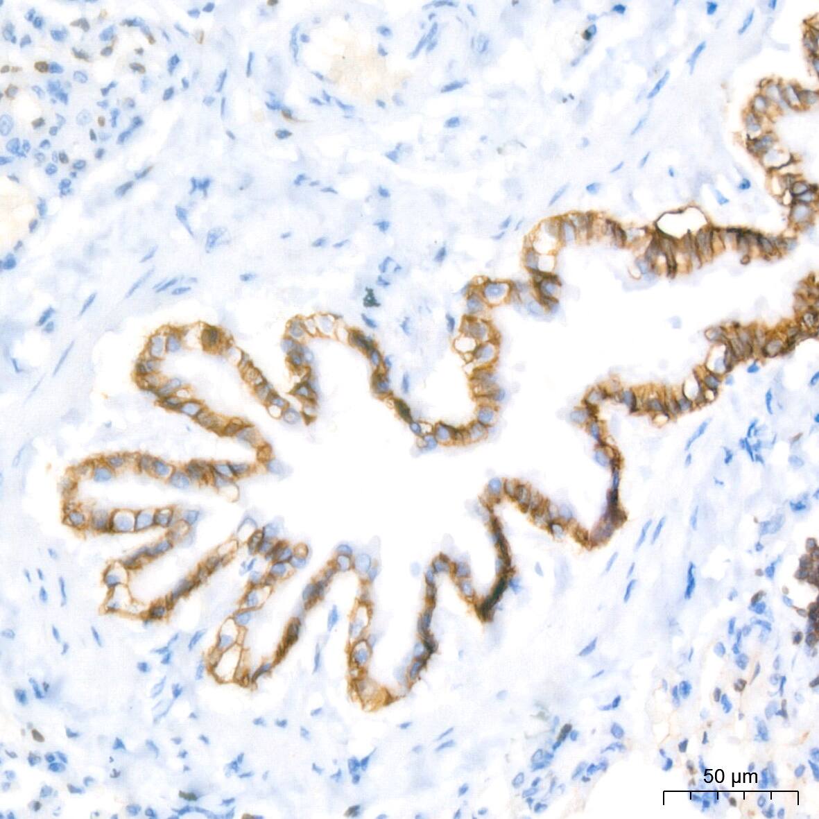 Immunohistochemistry: Aquaporin-4 Antibody (5A4W4) [NBP3-35055] - Immunohistochemistry analysis of paraffin-embedded Rat lung tissue using Aquaporin-4 Rabbit mAb at a dilution of 1:200 (40x lens). High pressure antigen retrieval performed with 0.01M Citrate Bufferr (pH 6.0) prior to IHC staining.