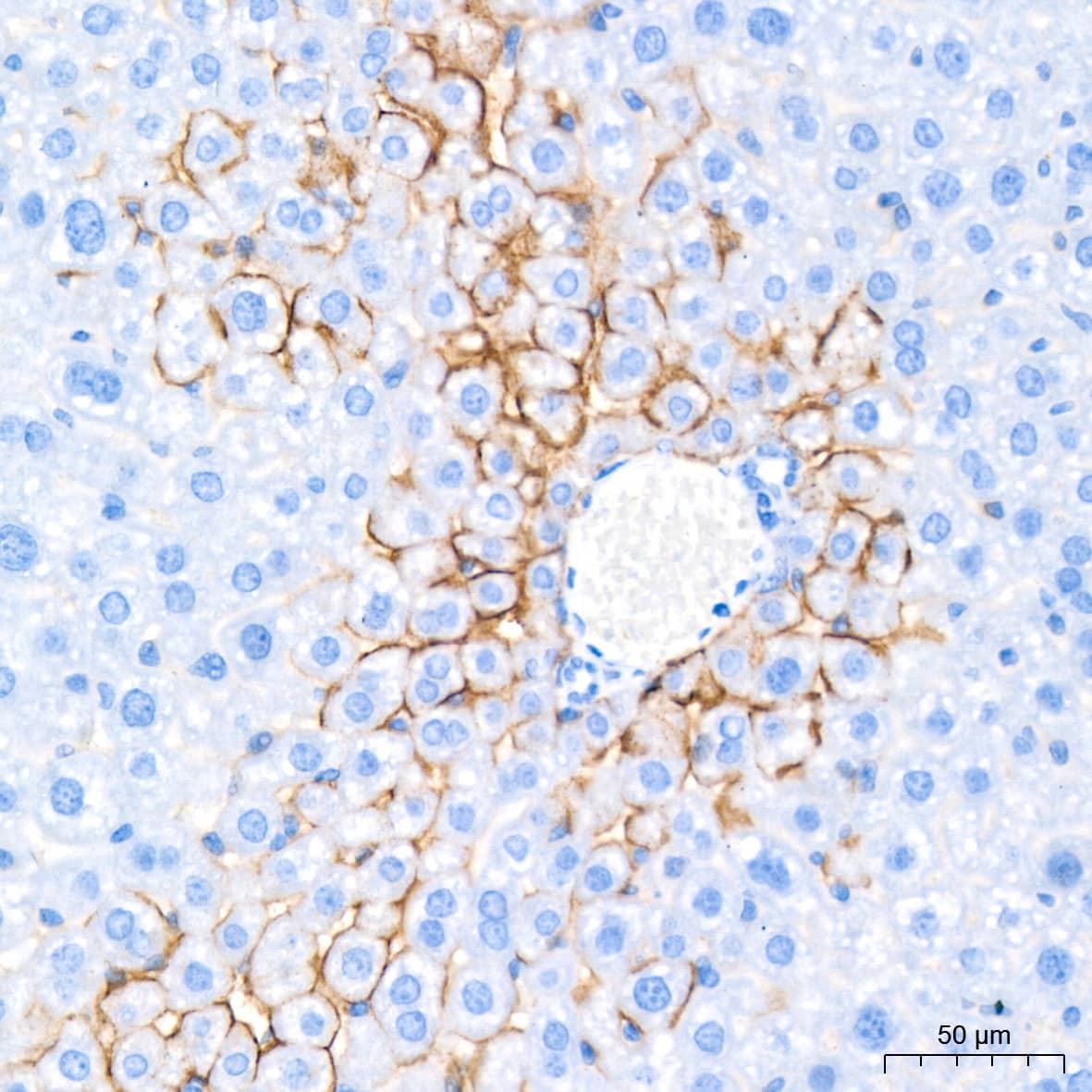 Immunohistochemistry: Aquaporin-4 Antibody (5A4W4) [NBP3-35055] - Immunohistochemistry analysis of paraffin-embedded Mouse liver tissue using Aquaporin-4 Rabbit mAb at a dilution of 1:200 (40x lens). High pressure antigen retrieval performed with 0.01M Citrate Bufferr (pH 6.0) prior to IHC staining.