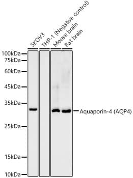 Western Blot: Aquaporin-4 Antibody (5A4W4) [NBP3-35055] - Western blot analysis of various lysates, using Aquaporin-4Rabbit mAb at 1:900 dilution.Secondary antibody: HRP-conjugated Goat anti-Rabbit IgG (H+L) at 1:10000 dilution.Lysates/proteins: 25ug per lane.Blocking buffer: 3% nonfat dry milk in TBST.Detection: ECL Basic Kit.Exposure time: 180s.