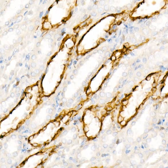 Immunohistochemistry: Aquaporin-4 Antibody (5A4W4) [NBP3-35055] - Immunohistochemistry analysis of paraffin-embedded Mouse kidney tissue using Aquaporin-4Rabbit mAb at a dilution of 1:200 (40x lens). High pressure antigen retrieval performed with 0.01M Citrate Bufferr (pH 6.0) prior to IHC staining.