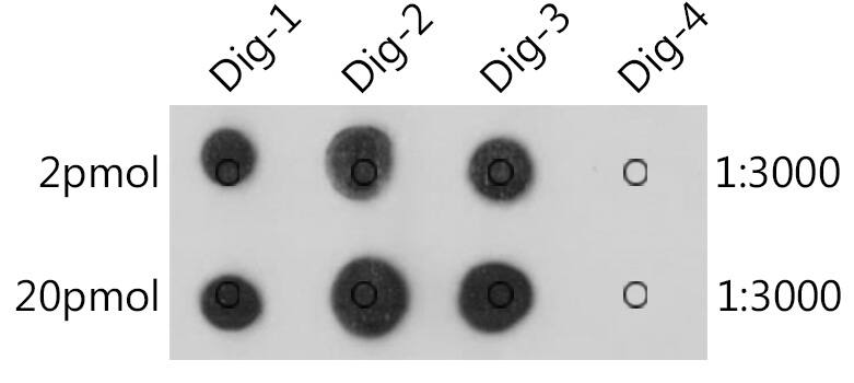Dot Blot: Digoxin Antibody (7H3V0) [NBP3-35056] - The Digoxin Rabbit mAb are tested in Dot Blot against digoxin labelled oligonucleotide(Dig-1，Dig-2 and Dig-3) and unlabelled oligonucleotide(Dig-4) Dig-1 :5'AGCTAAC/iDigdT/ACTAGCT(Biotin)3' Dig-2 :5'(Digoxin)AGCTAACTACTAGCT(Biotin)3' Dig-3 :5'(Biotin)AGCTAACTACTAGCT(Digoxin)3' Dig-4 :5'AGCTAACTACTAGCT(Biotin)3'
