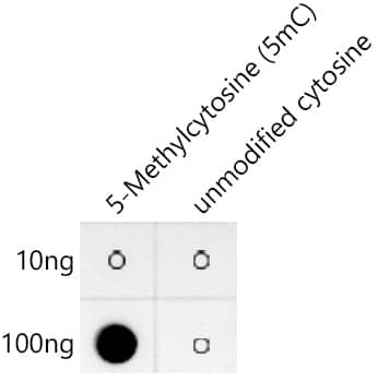 Dot Blot: 5-MethylCytosine Antibody (10S5V10) [NBP3-35058] - Dot-blot analysis of 5-Methylcytosine (5mC) and unmodified cytosine using 5-Methylcytosine (5mC) Rabbit mAb antibody at 1:1000 dilution.5-Methylcytosine (5mC) : Biotin-5'CGATAACCACTAGT(5mC)3' unmodified cytosine : Biotin-5'CGATAACCACTAGTC3'