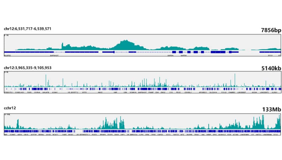 CUT&Tag was performed using the CUT&Tag Assay Kit for Illumina from 10⁵ Hep G2 cells with 1 μg Prdm9 Rabbit mAb along with a Goat Anti-Rabbit IgG(H+L). The CUT&Tag results indicate the enrichment pattern of Prdm9 in representative gene loci (GAPDH), as shown in figure