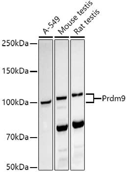 Western Blot PRDM9 Antibody (1H9Z1)