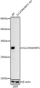 <b>Genetic Strategies Validation. </b>Western Blot: Adenine Nucleotide Translocase 1 Antibody (3C1Q3) [NBP3-35061] - Western Blot analysis of lysates from wild type (WT) and Adenine Nucleotide Translocase 1 knockout (KO) 293T cells, using [KO Validated] Adenine Nucleotide Translocase 1 Rabbit mAb at 1:1000 dilution.Secondary antibody: HRP-conjugated Goat anti-Rabbit IgG (H+L) at 1:10000 dilution.Lysates/proteins: 25ug per lane.Blocking buffer: 3% nonfat dry milk in TBST.Detection: ECL Basic Kit.Exposure time: 10s.