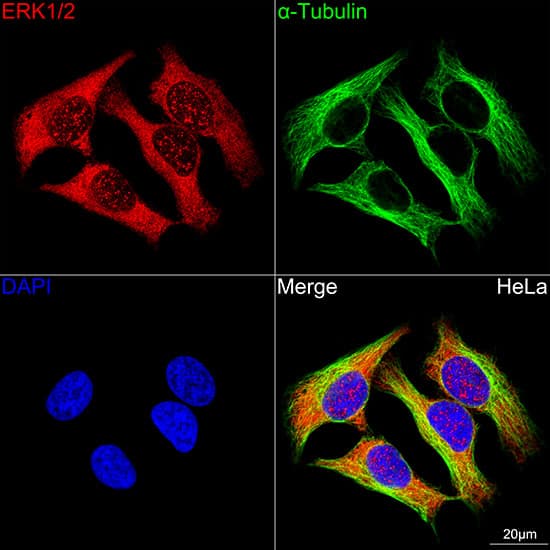 Immunocytochemistry/ Immunofluorescence: ERK1/2 Antibody (2Z8O1) [NBP3-35062] - Confocal imaging of HeLa cells using ERK1/2 Rabbit mAb(Red). The cells were counterstained with  alpha -Tubulin Mouse mAb (Green). DAPI was used for nuclear staining (blue). Objective: 100x.