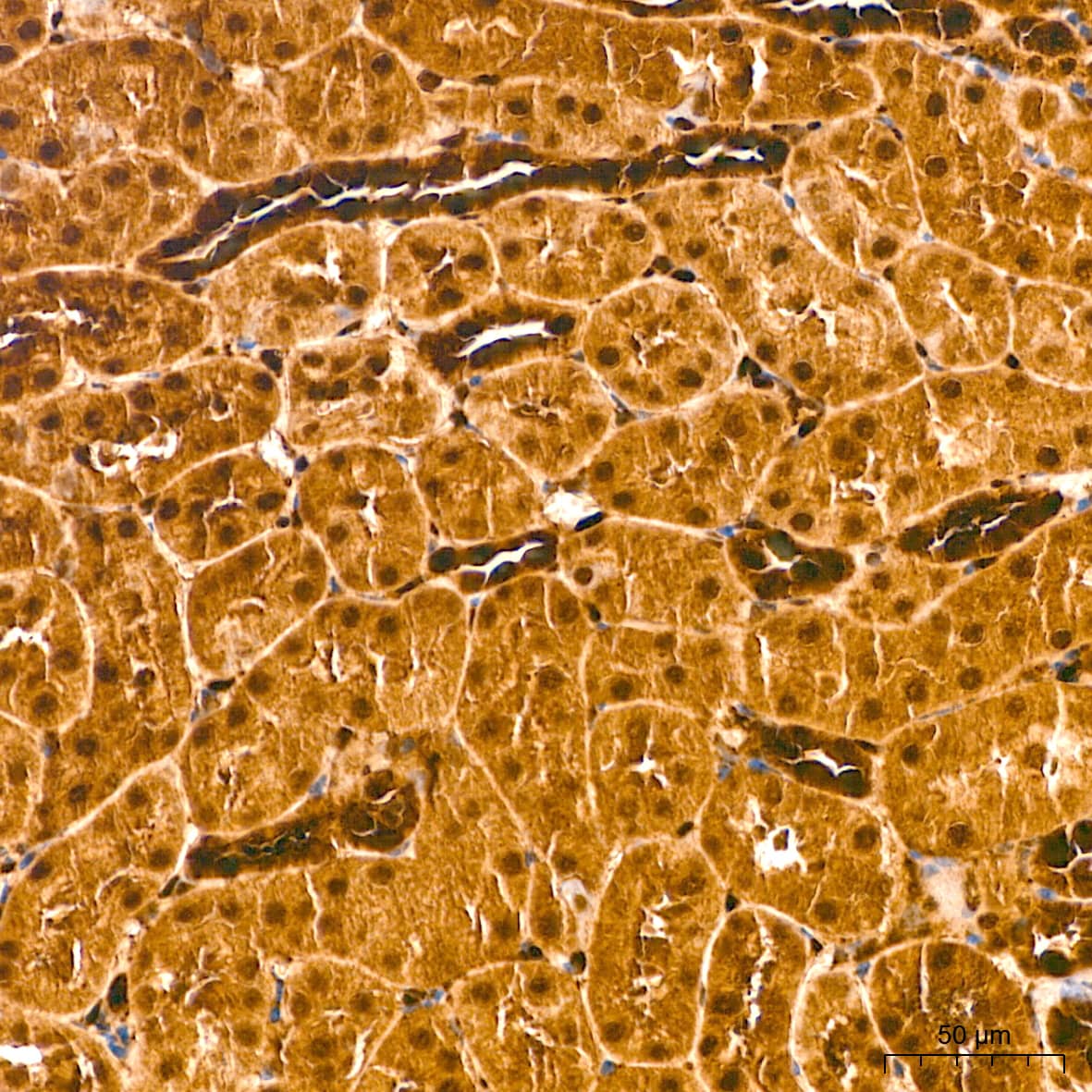 Immunohistochemistry: ERK1/2 Antibody (2Z8O1) [NBP3-35062] - Immunohistochemistry analysis of paraffin-embedded Mouse kidney tissue using ERK1/2 Rabbit mAb at a dilution of 1:200 (40x lens). High pressure antigen retrieval performed with 0.01M Citrate Bufferr (pH 6.0) prior to IHC staining.