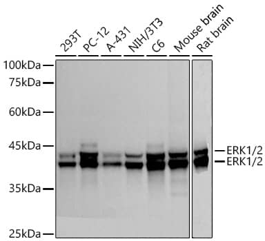 Western Blot: ERK1/2 Antibody (2Z8O1) [NBP3-35062] - Western Blot analysis of various lysates using ERK1/2 Rabbit mAb at 1:1000 dilution incubated overnight at 4C.Secondary antibody: HRP-conjugated Goat anti-Rabbit IgG (H+L) at 1:10000 dilution.Lysates/proteins: 25 ug per lane.Blocking buffer: 3% nonfat dry milk in TBST.Detection: ECL Basic Kit.Exposure time: 3s.