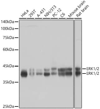 Western Blot: ERK1/2 Antibody (2Z8O1) [NBP3-35062] - Western blot analysis of various lysates using ERK1/2 Rabbit mAb at 1:1000 dilution incubated overnight at 4C.Secondary antibody: HRP-conjugated Goat anti-Rabbit IgG (H+L) at 1:10000 dilution.Lysates/proteins: 25 ug per lane.Blocking buffer: 3% nonfat dry milk in TBST.Detection: ECL Basic Kit.Exposure time: 3s.