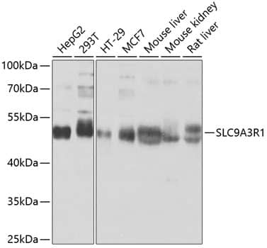 Western Blot NHERF-1 Antibody