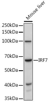 Western Blot: IRF7 Antibody [NBP3-35066] - Western blot analysis of lysates from Mouse liver, using IRF7 Rabbit pAb at 1:1000 dilution.Secondary antibody: HRP-conjugated Goat anti-Rabbit IgG (H+L) at 1:10000 dilution.Lysates/proteins: 25ug per lane.Blocking buffer: 3% nonfat dry milk in TBST.Detection: ECL Basic Kit.Exposure time: 1s.