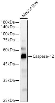 Western Blot: Caspase-12 Antibody [NBP3-35067] - Western blot analysis of lysates from Mouse liver, using Caspase-12 Rabbit pAb at 1:800 dilution.Secondary antibody: HRP-conjugated Goat anti-Rabbit IgG (H+L) at 1:10000 dilution.Lysates/proteins: 25ug per lane.Blocking buffer: 3% nonfat dry milk in TBST.Detection: ECL Basic Kit.Exposure time: 60s.