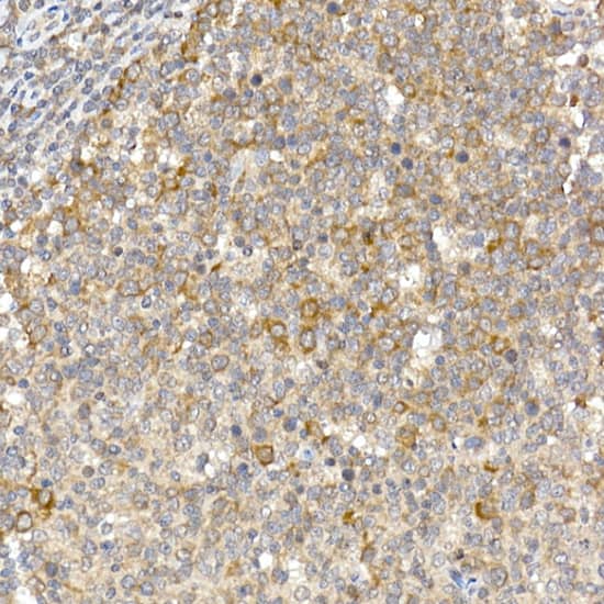 Immunohistochemistry Caspase-12 Antibody