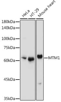 Western Blot: Myotubularin Antibody [NBP3-35068] - Western blot analysis of various lysates using Myotubularin Rabbit pAb at 1:1000 dilution.Secondary antibody: HRP-conjugated Goat anti-Rabbit IgG (H+L) at 1:10000 dilution.Lysates/proteins: 25ug per lane.Blocking buffer: 3% nonfat dry milk in TBST.Detection: ECL Basic Kit.Exposure time: 180s.
