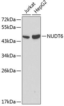 Western Blot: NUDT6 Antibody [NBP3-35069] - Western blot analysis of various lysates using NUDT6 Rabbit pAb at 1:1000 dilution.Secondary antibody: HRP-conjugated Goat anti-Rabbit IgG (H+L) at 1:10000 dilution.Lysates/proteins: 25ug per lane.Blocking buffer: 3% nonfat dry milk in TBST.