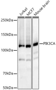 Western Blot: PIK3CA Antibody [NBP3-35070] - Western blot analysis of various lysates using PIK3CA Rabbit pAb at 1:5000 dilution incubated overnight at 4C.Secondary antibody: HRP-conjugated Goat anti-Rabbit IgG (H+L) at 1:10000 dilution.Lysates/proteins: 25 ug per lane.Blocking buffer: 3% nonfat dry milk in TBST.Detection: ECL Basic Kit.Exposure time: 20s.