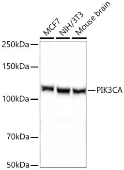 Western Blot: PIK3CA Antibody [NBP3-35070] - Western Blot analysis of various lysates using PIK3CA Rabbit pAb at 1:5000 dilution incubated overnight at 4C.Secondary antibody: HRP-conjugated Goat anti-Rabbit IgG (H+L) at 1:10000 dilution.Lysates/proteins: 25 ug per lane.Blocking buffer: 3% nonfat dry milk in TBST.Detection: ECL Basic Kit.Exposure time: 20s.