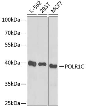 Western Blot: POLR1C Antibody [NBP3-35071] - Western blot analysis of various lysates using POLR1C Rabbit pAb at 1:1000 dilution.Secondary antibody: HRP-conjugated Goat anti-Rabbit IgG (H+L) at 1:10000 dilution.Lysates/proteins: 25ug per lane.Blocking buffer: 3% nonfat dry milk in TBST.Detection: ECL Basic Kit.Exposure time: 90s.