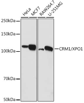 Western Blot: CRM1 Antibody [NBP3-35072] - Western blot analysis of various lysates using CRM1 Rabbit pAb at 1:1000 dilution.Secondary antibody: HRP-conjugated Goat anti-Rabbit IgG (H+L) at 1:10000 dilution.Lysates/proteins: 25ug per lane.Blocking buffer: 3% nonfat dry milk in TBST.Detection: ECL Basic Kit.Exposure time: 180s.