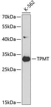 Western Blot: TPMT Antibody [NBP3-35074] - Western blot analysis of lysates from K562 cells, using TPMT Rabbit pAb at 1:1000 dilution.Secondary antibody: HRP-conjugated Goat anti-Rabbit IgG (H+L) at 1:10000 dilution.Lysates/proteins: 25ug per lane.Blocking buffer: 3% nonfat dry milk in TBST.