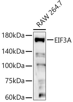 Western Blot: EIF3A Antibody [NBP3-35076] - Western blot analysis of lysates from RAW 264.7 cells, using EIF3A Rabbit pAb at 1:2000 dilution.Secondary antibody: HRP-conjugated Goat anti-Rabbit IgG (H+L) at 1:10000 dilution.Lysates/proteins: 25ug per lane.Blocking buffer: 3% nonfat dry milk in TBST.Detection: ECL Basic Kit.Exposure time: 90s.