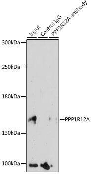 Immunoprecipitation Myosin Phosphatase Antibody