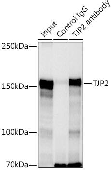 Immunoprecipitation: Tight Junction Protein 2 Antibody [NBP3-35078] - Immunoprecipitation analysis of 300 ug extracts of HeLa cells using 3 ug Tight Junction Protein 2 antibody. Western blot was performed from the immunoprecipitate using Tight Junction Protein 2 antibody at a dilution of 1:1000.