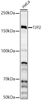 Western Blot: Tight Junction Protein 2 Antibody [NBP3-35078] - Western blot analysis of lysates from HeLa cells, using Tight Junction Protein 2 Rabbit pAb at 1:2000 dilution.Secondary antibody: HRP-conjugated Goat anti-Rabbit IgG (H+L) at 1:10000 dilution.Lysates/proteins: 25ug per lane.Blocking buffer: 3% nonfat dry milk in TBST.Detection: ECL Enhanced Kit.Exposure time: 90s.