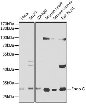 Western Blot: Endo G Antibody [NBP3-35079] - Western blot analysis of various lysates using Endo G Rabbit pAb at 1:1000 dilution.Secondary antibody: HRP-conjugated Goat anti-Rabbit IgG (H+L) at 1:10000 dilution.Lysates/proteins: 25ug per lane.Blocking buffer: 3% nonfat dry milk in TBST.Detection: ECL Basic Kit.Exposure time: 90s.