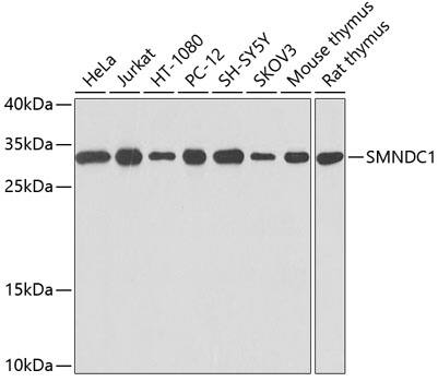 Western Blot: SMNDC1 Antibody [NBP3-35081] - Western blot analysis of various lysates using SMNDC1 Rabbit pAb at 1:1000 dilution.Secondary antibody: HRP-conjugated Goat anti-Rabbit IgG (H+L) at 1:10000 dilution.Lysates/proteins: 25ug per lane.Blocking buffer: 3% nonfat dry milk in TBST.Detection: ECL Basic Kit.Exposure time: 10s.