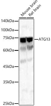 Western Blot: ATG13 Antibody [NBP3-35082] - Western blot analysis of various lysates, using ATG13 Rabbit pAb at  1:1000 dilution.Secondary antibody: HRP-conjugated Goat anti-Rabbit IgG (H+L) at 1:10000 dilution.Lysates/proteins: 25ug per lane.Blocking buffer: 3% nonfat dry milk in TBST.Detection: ECL Basic Kit.Exposure time: 25s.