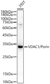 Western Blot: VDAC1 Antibody [NBP3-35084] - Western blot analysis of various lysates using VDAC1 Rabbit pAb at  1:400 dilution.Secondary antibody: HRP-conjugated Goat anti-Rabbit IgG (H+L) at 1:10000 dilution.Lysates/proteins: 25ug per lane.Blocking buffer: 3% nonfat dry milk in TBST.Detection: ECL Basic Kit.Exposure time: 30s.