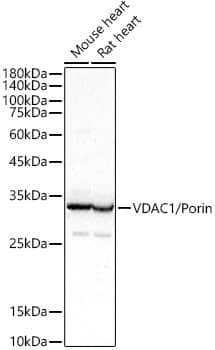 Western Blot: VDAC1 Antibody [NBP3-35084] - Western blot analysis of various lysates using VDAC1 Rabbit pAb at  1:400 dilution.Secondary antibody: HRP-conjugated Goat anti-Rabbit IgG (H+L) at 1:10000 dilution.Lysates/proteins: 25ug per lane.Blocking buffer: 3% nonfat dry milk in TBST.Detection: ECL Basic Kit.Exposure time: 1s.