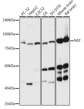 Western Blot NSF Antibody