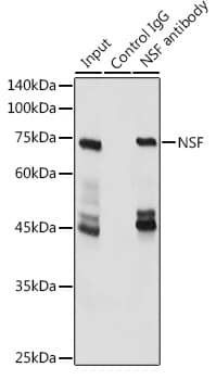 Immunoprecipitation: NSF Antibody [NBP3-35086] - Immunoprecipitation analysis of 600 ug extracts of Mouse brain cells using 3 ug NSF antibody. Western blot was performed from the immunoprecipitate using NSF antibody at a dilution of 1:3000.