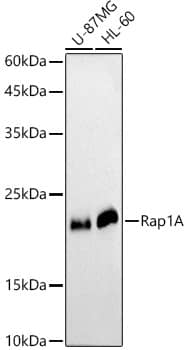 Western Blot: RAP1A Antibody [NBP3-35089] - Western blot analysis of various lysates using [KO Validated] RAP1A Rabbit pAb at  1:1000 dilution.Secondary antibody: HRP-conjugated Goat anti-Rabbit IgG (H+L) at 1:10000 dilution.Lysates/proteins: 25ug per lane.Blocking buffer: 3% nonfat dry milk in TBST.Detection: ECL Basic Kit.Exposure time: 90s.