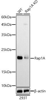 Western Blot: RAP1A Antibody [NBP3-35089] - Western blot analysis of lysates from wild type(WT) and RAP1A knockdown (KD) 293T cells, using [KO Validated] RAP1A Rabbit pAb at  1:1000 dilution.Secondary antibody: HRP-conjugated Goat anti-Rabbit IgG (H+L) at 1:10000 dilution.Lysates/proteins: 25ug per lane.Blocking buffer: 3% nonfat dry milk in TBST.Detection: ECL Basic Kit.Exposure time: 90s.