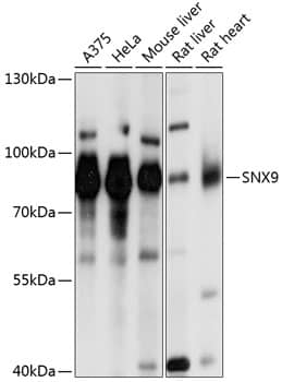 Western Blot: SH3PX1 Antibody [NBP3-35090] - Western blot analysis of various lysates using SH3PX1 Rabbit pAb at 1:1000 dilution.Secondary antibody: HRP-conjugated Goat anti-Rabbit IgG (H+L) at 1:10000 dilution.Lysates/proteins: 25ug per lane.Blocking buffer: 3% nonfat dry milk in TBST.Detection: ECL Basic Kit.Exposure time: 1s.