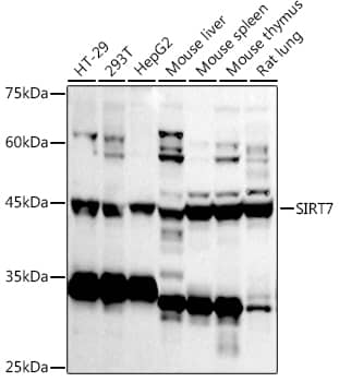 Western Blot: SIRT7 Antibody [NBP3-35091] - Western blot analysis of various lysates using SIRT7 Rabbit pAb at 1:1000 dilution.Secondary antibody: HRP-conjugated Goat anti-Rabbit IgG (H+L) at 1:10000 dilution.Lysates/proteins: 25ug per lane.Blocking buffer: 3% nonfat dry milk in TBST.Detection: ECL Basic Kit.Exposure time: 180s.