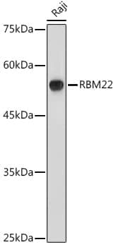 Western Blot: RBM22 Antibody [NBP3-35096] - Western blot analysis of lysates from Raji cells, using RBM22 Rabbit pAb at 1:1000 dilution.Secondary antibody: HRP-conjugated Goat anti-Rabbit IgG (H+L) at 1:10000 dilution.Lysates/proteins: 25ug per lane.Blocking buffer: 3% nonfat dry milk in TBST.Detection: ECL Basic Kit.Exposure time: 1s.