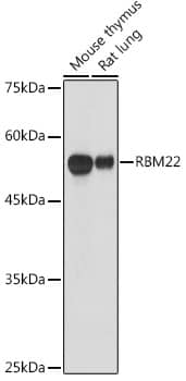 Western Blot: RBM22 Antibody [NBP3-35096] - Western blot analysis of various lysates using RBM22 Rabbit pAb at 1:1000 dilution.Secondary antibody: HRP-conjugated Goat anti-Rabbit IgG (H+L) at 1:10000 dilution.Lysates/proteins: 25ug per lane.Blocking buffer: 3% nonfat dry milk in TBST.Detection: ECL Basic Kit.Exposure time: 30s.