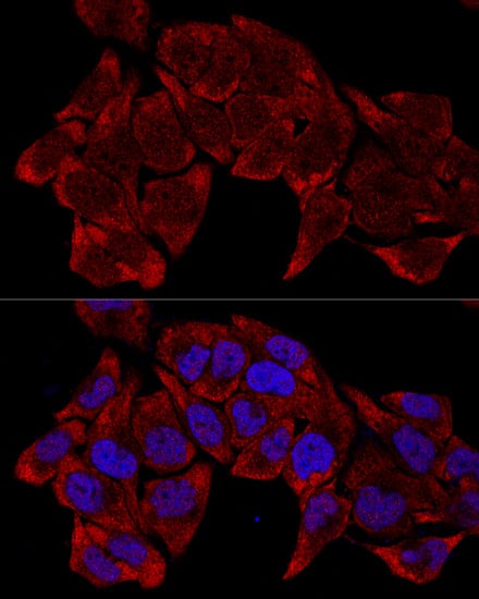 Immunocytochemistry/ Immunofluorescence: RPL8 Antibody [NBP3-35097] - Confocal immunofluorescence analysis of HeLa cells using RPL8 Rabbit pAb at dilution of 1:200. Blue: DAPI for nuclear staining.