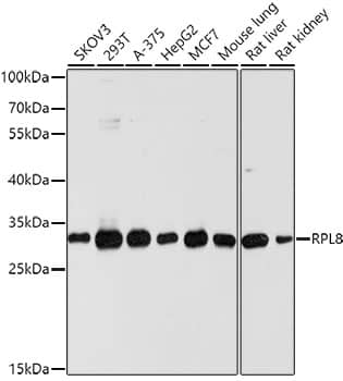 Western Blot: RPL8 Antibody [NBP3-35097] - Western blot analysis of various lysates using RPL8 Rabbit pAb at 1:1000 dilution.Secondary antibody: HRP-conjugated Goat anti-Rabbit IgG (H+L) at 1:10000 dilution.Lysates/proteins: 25ug per lane.Blocking buffer: 3% nonfat dry milk in TBST.Detection: ECL Basic Kit.Exposure time: 5s.
