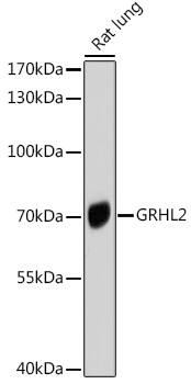 Western Blot: GRHL2 Antibody [NBP3-35102] - Western blot analysis of lysates from Rat lung, using GRHL2 Rabbit pAb at 1:1000 dilution.Secondary antibody: HRP-conjugated Goat anti-Rabbit IgG (H+L) at 1:10000 dilution.Lysates/proteins: 25ug per lane.Blocking buffer: 3% nonfat dry milk in TBST.Detection: ECL Enhanced Kit.Exposure time: 10s.