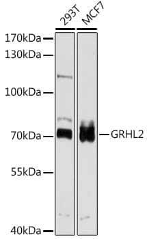 Western Blot: GRHL2 Antibody [NBP3-35102] - Western blot analysis of various lysates using GRHL2 Rabbit pAb at 1:1000 dilution.Secondary antibody: HRP-conjugated Goat anti-Rabbit IgG (H+L) at 1:10000 dilution.Lysates/proteins: 25ug per lane.Blocking buffer: 3% nonfat dry milk in TBST.Detection: ECL Basic Kit.Exposure time: 30s.