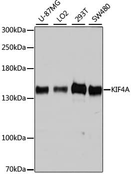 Western Blot Kif4A Antibody