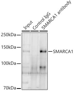 Immunoprecipitation: SMARCA1 Antibody [NBP3-35110] - Immunoprecipitation analysis of 300 ug extracts of A-431 cells using 3 ug SMARCA1 Rabbit pAb. Western blot was performed from the immunoprecipitate using SMARCA1 Rabbit pAb at a dilition of  1:1000.